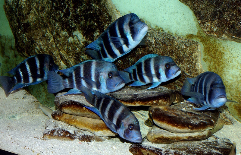 Cyphotilapia gibberosa 'Ikola'
